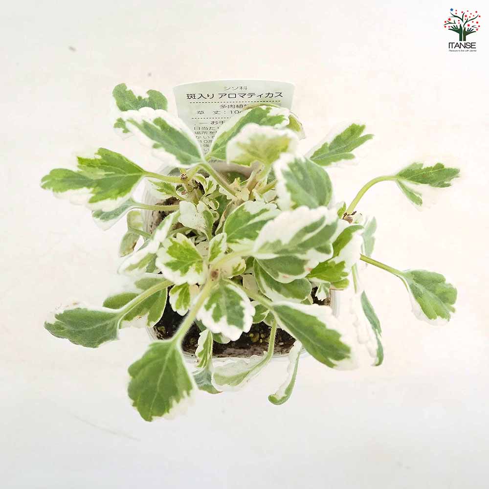 アロマティカス 斑入り 【ハーブの苗 3号】