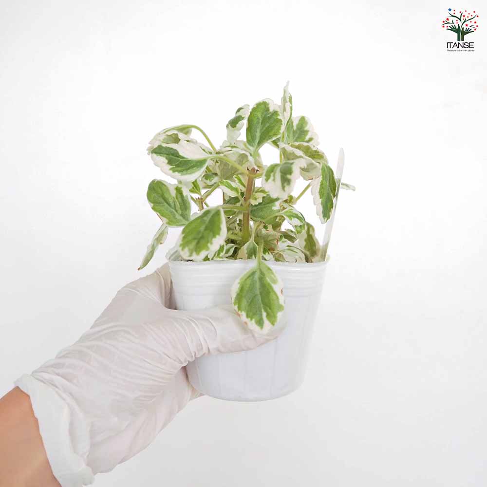 アロマティカス 斑入り 【ハーブの苗 3号】