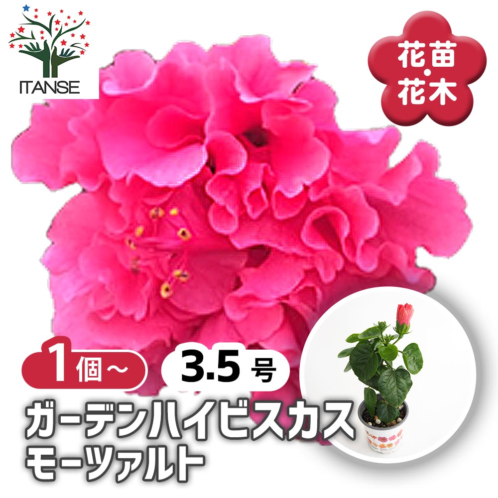 ガーデンハイビスカス モーツァルト 【花木苗 3.5号】｜ 【植物の
