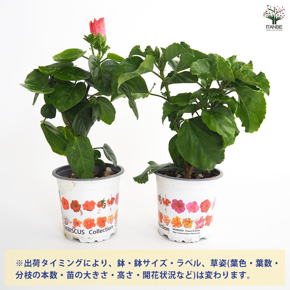 ガーデンハイビスカス モーツァルト 【花木苗 3.5号】｜ 【植物の