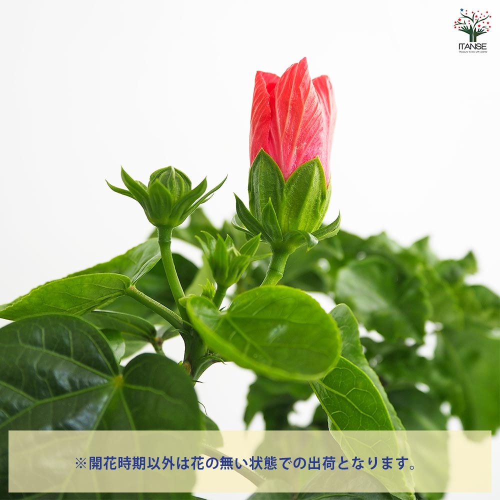 ガーデンハイビスカス モーツァルト 【花木苗 3.5号】｜ 【植物の