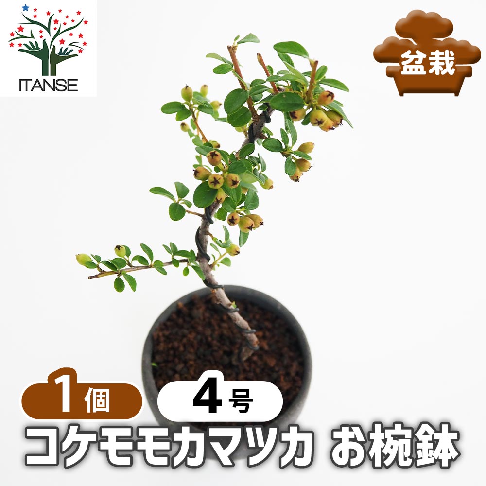 盆栽用苗 kojikoji 盆栽用苗 kojikoji 盆栽用苗 kojikoji Japanese maple] I want to make
