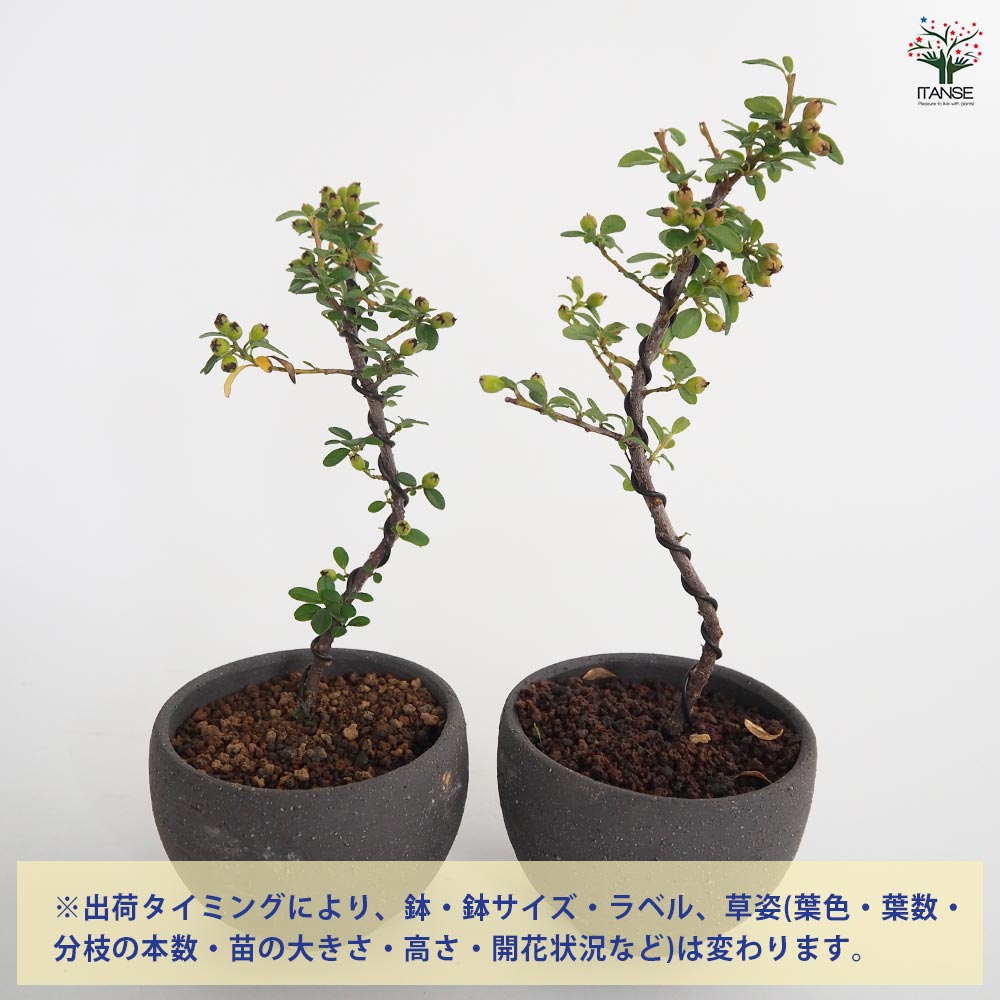 コケモモカマツカ お椀鉢 【盆栽 4号／1個売り】｜ 【植物の