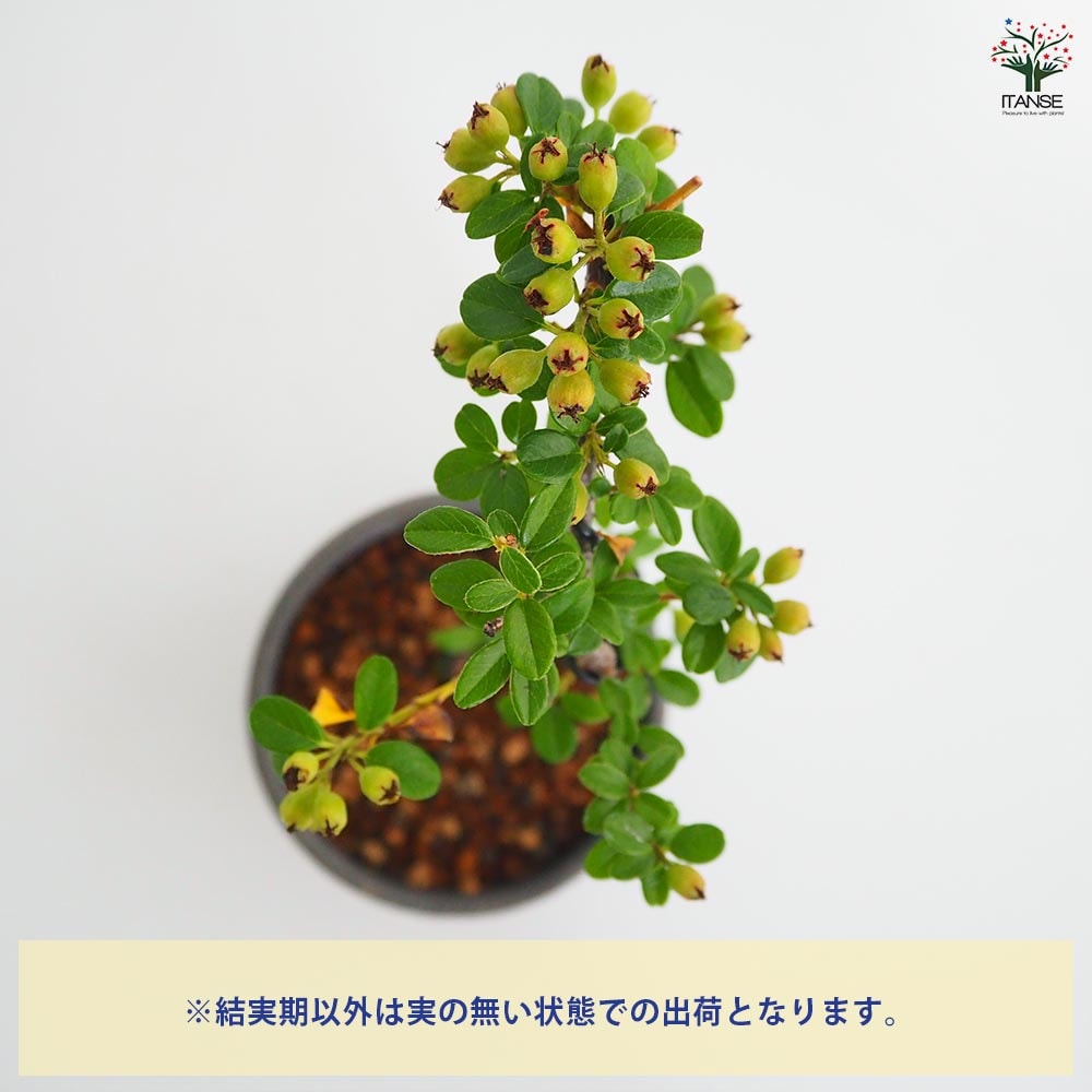 コケモモカマツカ お椀鉢 【盆栽 4号／1個売り】｜ 【植物の