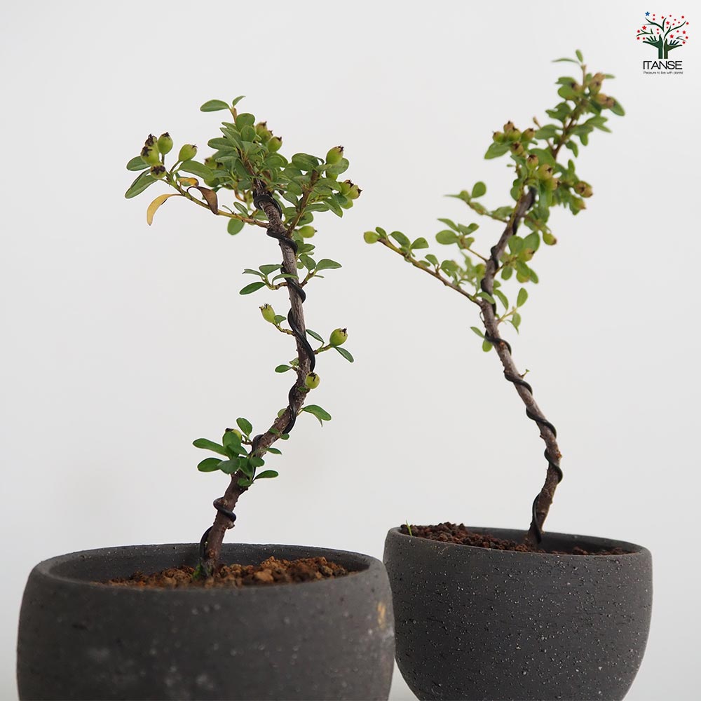 コケモモカマツカ お椀鉢 【盆栽 4号／1個売り】｜ 【植物の