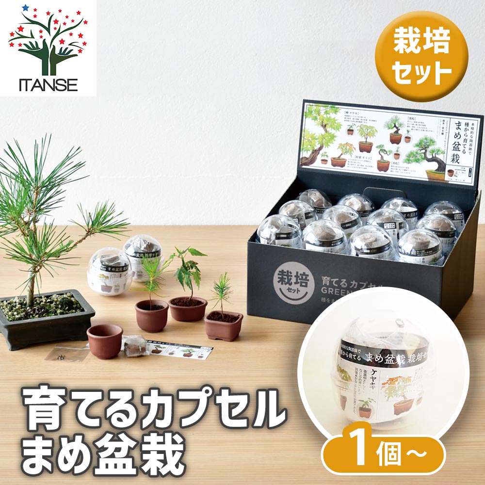 栽培セット 育てるカプセルまめ盆栽｜ 【植物のITANSE】全品送料