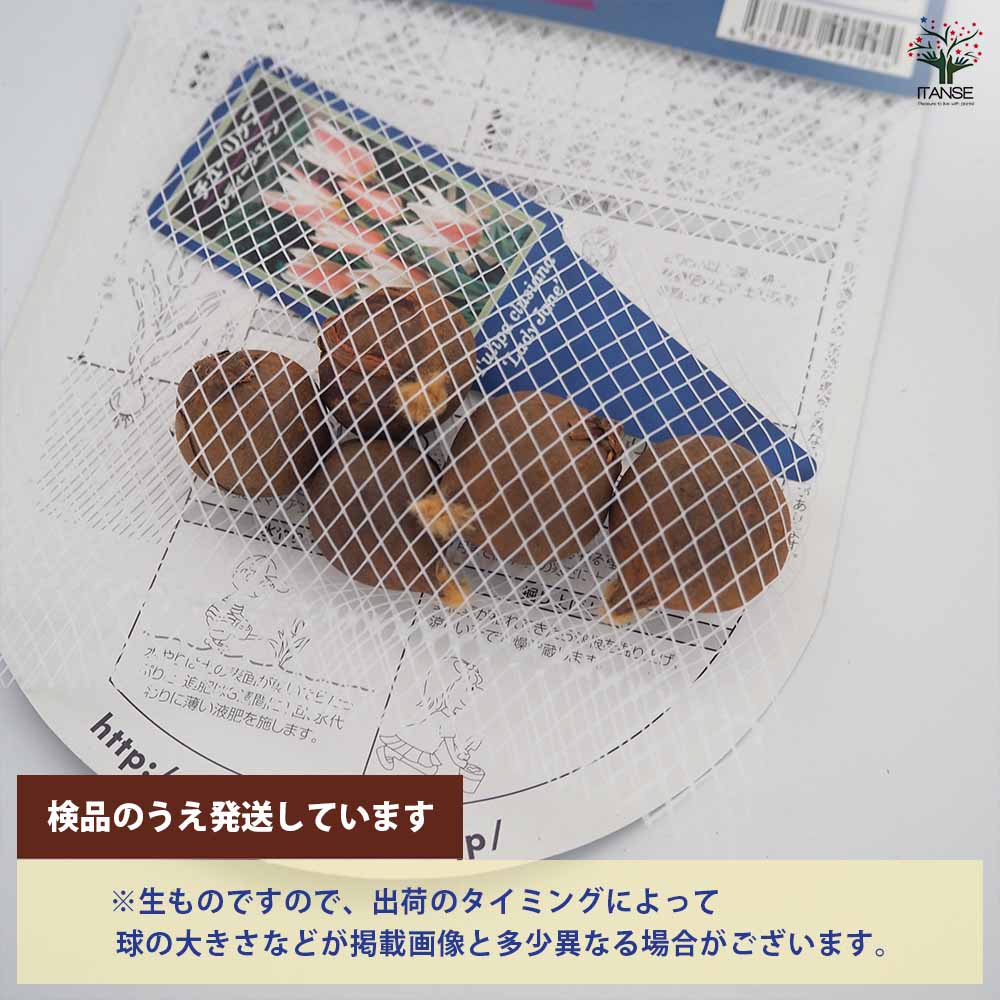 花球根 チューリップ 原種系 レディージェーン 【花球根 5球