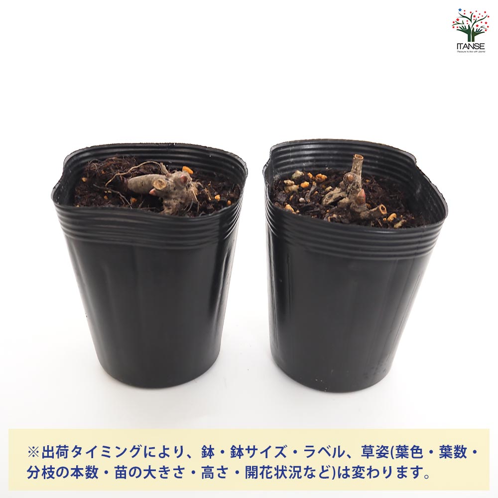 シャクヤク ピンクスプライザー 【花木苗 4号／1個売り】