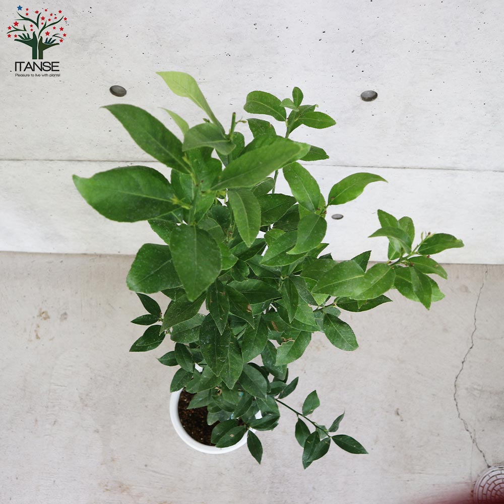 レモンの苗木 ””四季成 リスボンレモン””【果樹の苗木 7号白プラ