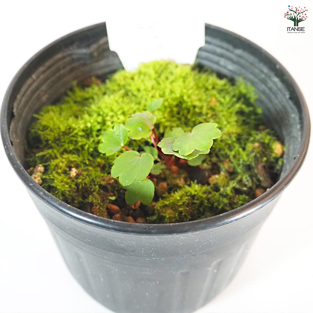 大文字草(ダイモンジソウ) 桃太郎 【花苗 4.5号／1個売り】｜ 【植物の