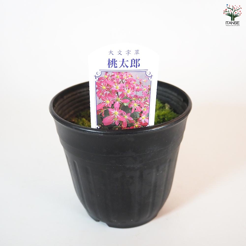 大文字草(ダイモンジソウ) 桃太郎 【花苗 4.5号／1個売り】｜ 【植物の