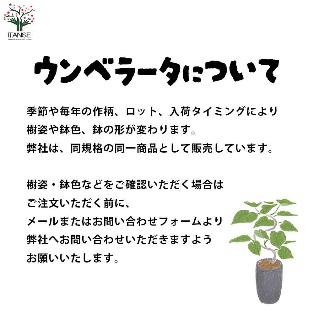 フィカス ウンベラータ ゴムの木の仲間【観葉植物 大型 8号白角鉢