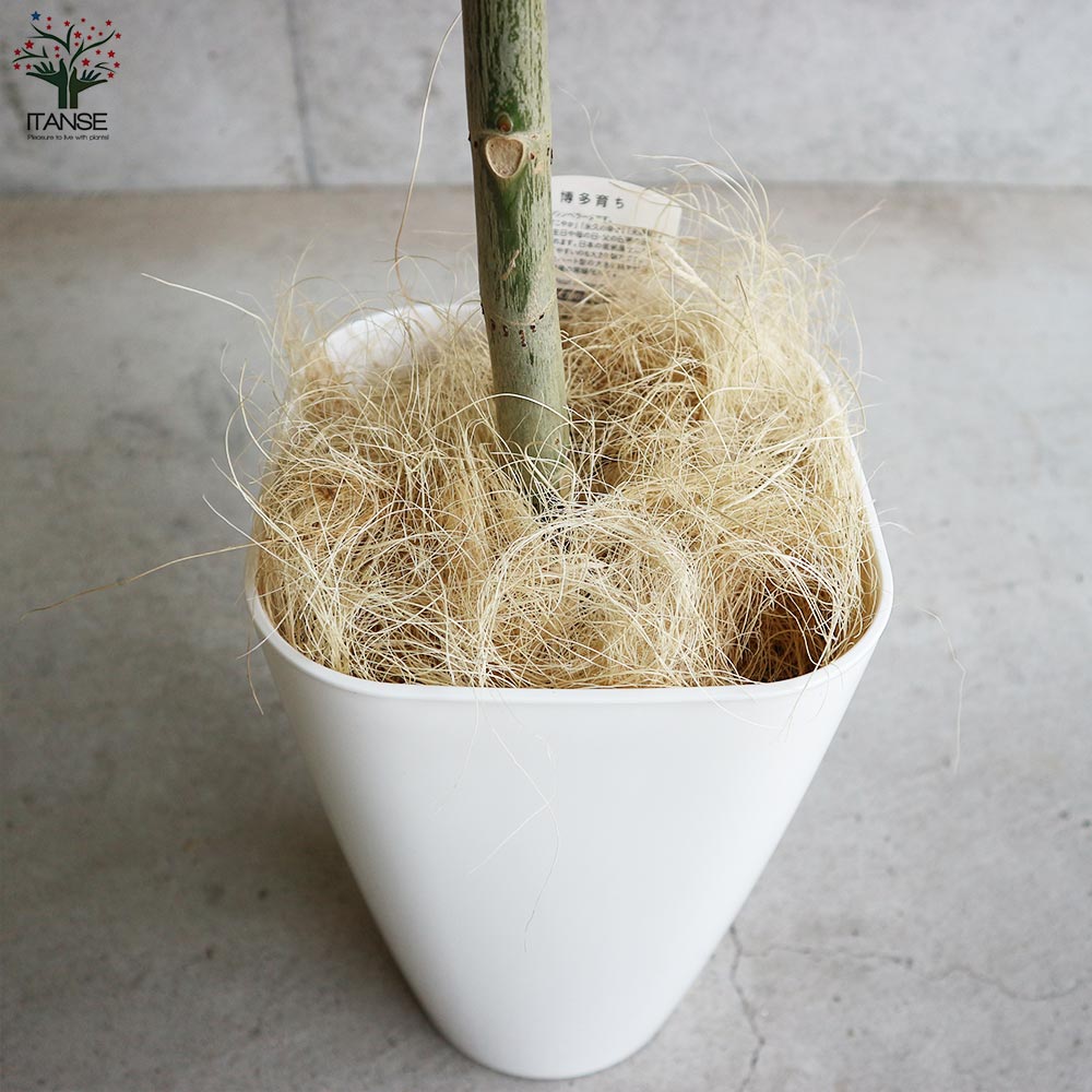 フィカス ウンベラータ ゴムの木の仲間【観葉植物 大型 8号白角鉢