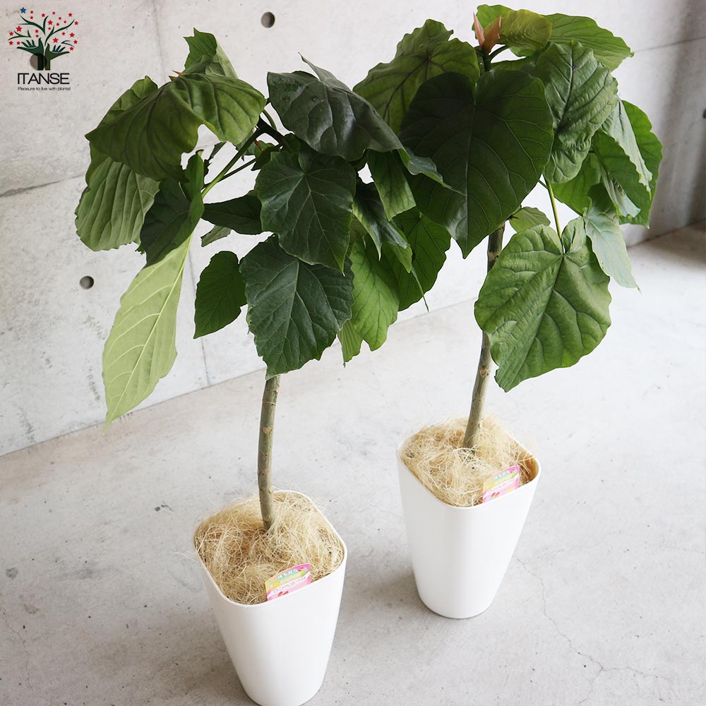 【幹太め♥】フィカス ウンベラータ ゴムの木 楽天市場】フィカス ウンベラータ 曲がり S字 仕立て ゴムの木