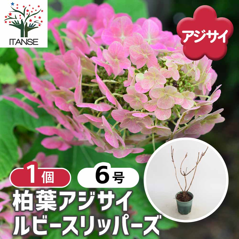 柏葉アジサイ ルビースリッパーズ 【花木苗 6号／1個売り】｜ 【植物の