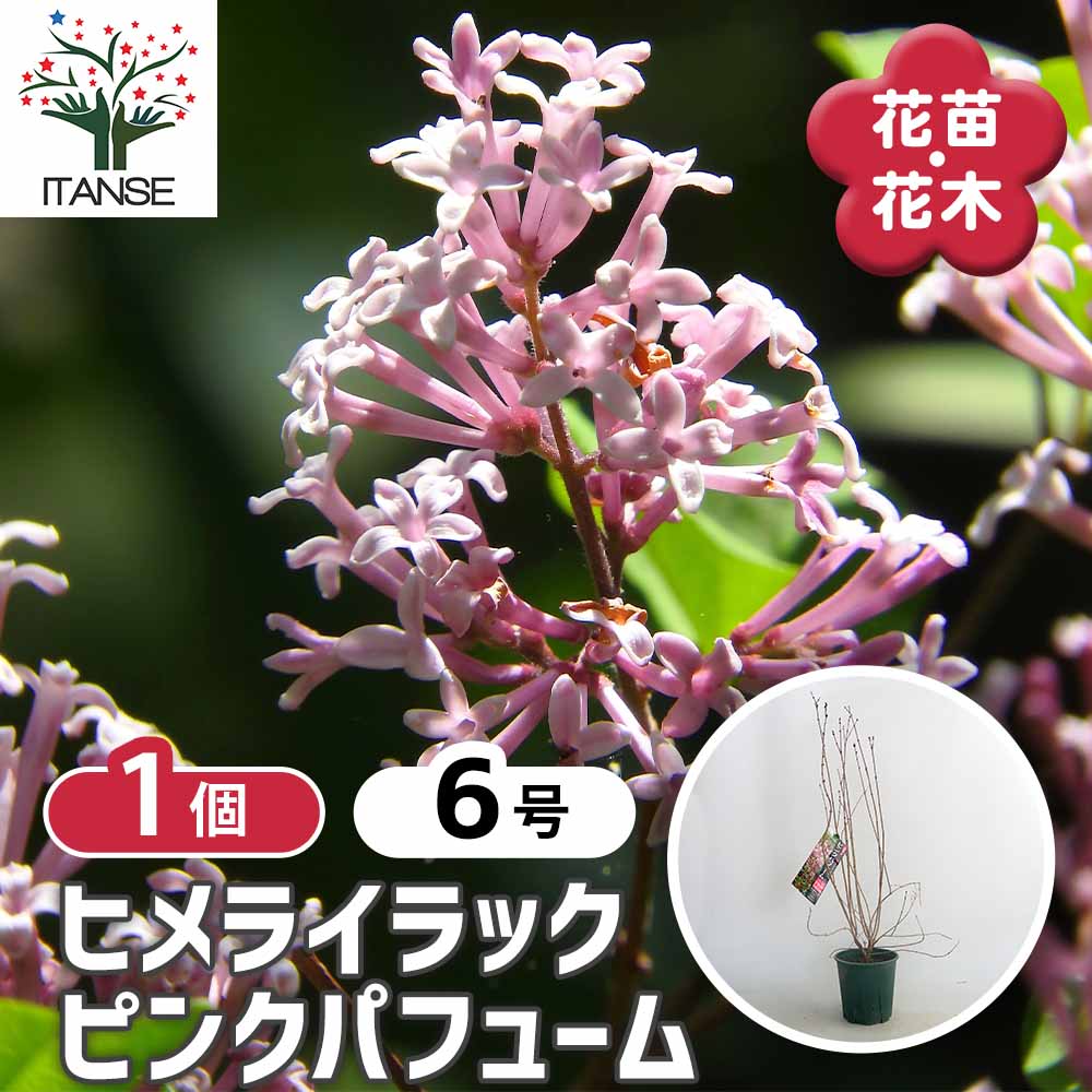 ライラック ピンクパフューム 【花木苗 6号／1個売り】｜ 【植物の