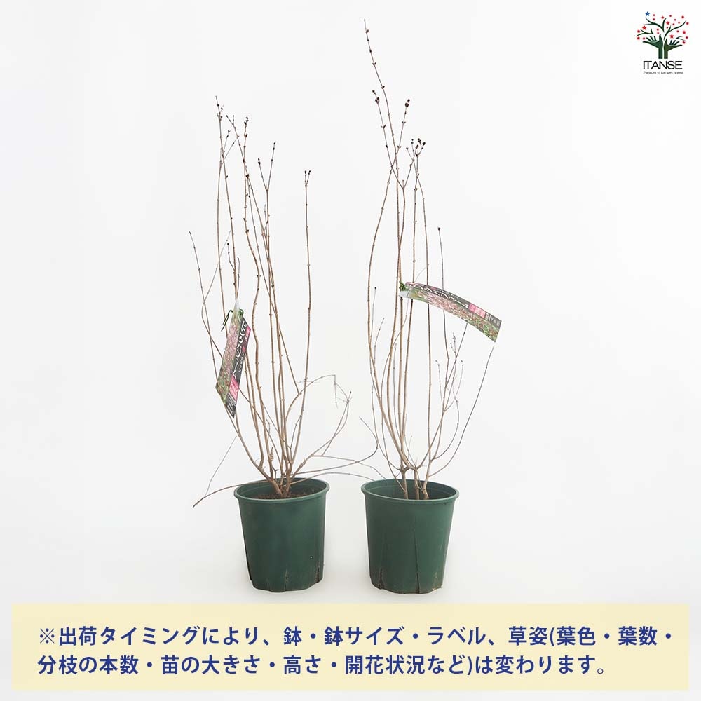 ライラック ピンクパフューム 【花木苗 6号／1個売り】｜ 【植物の