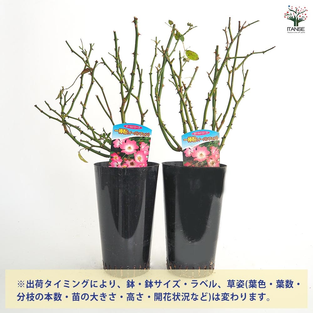 薔薇 一棒粉(イーパンフェン) 接木苗【花苗 4号／1個売り】｜ 【植物の