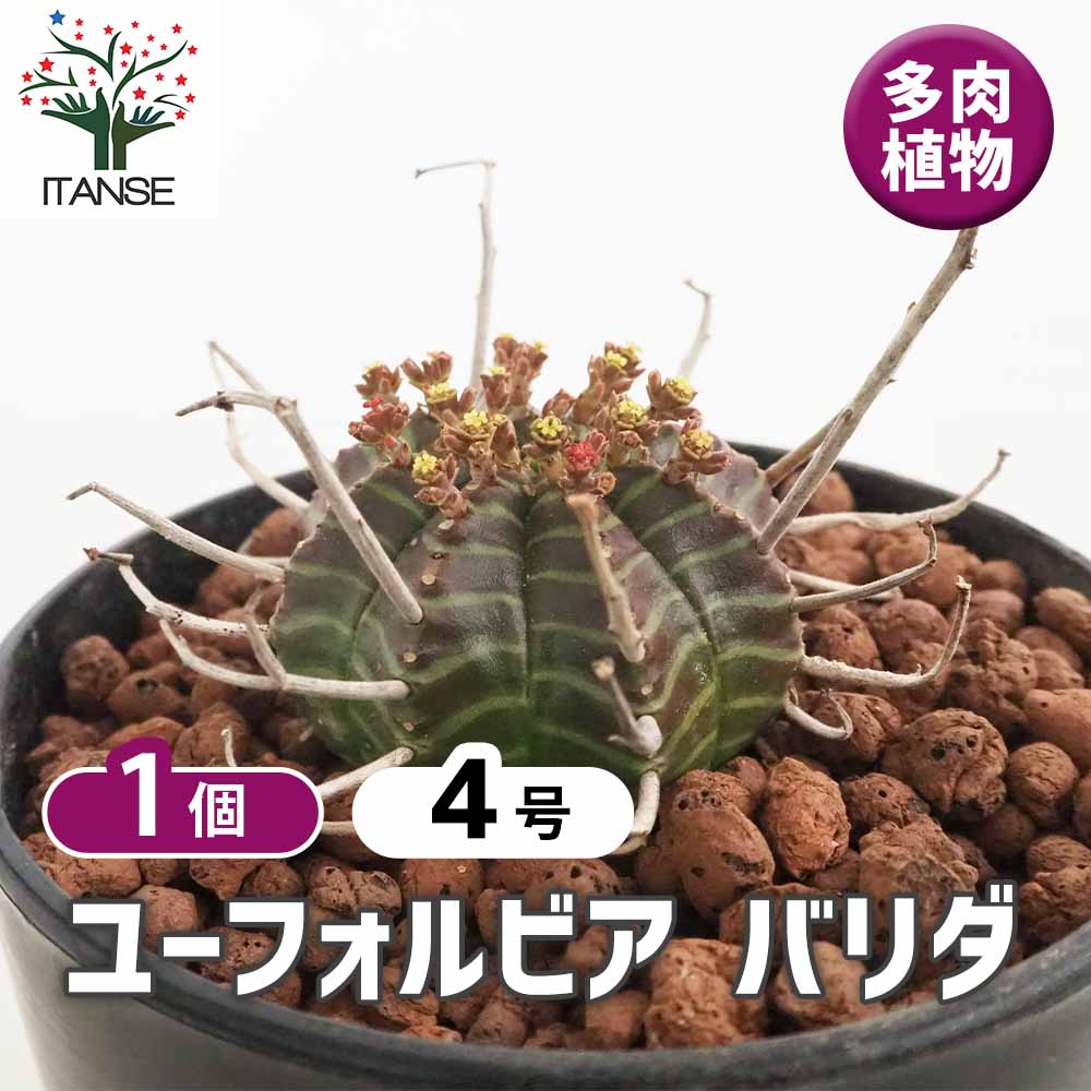 ユーフォルビア バリダ4株セット3 ユーフォルビア バリダ 【多肉植物 4号／1個売り】｜ 【植物の