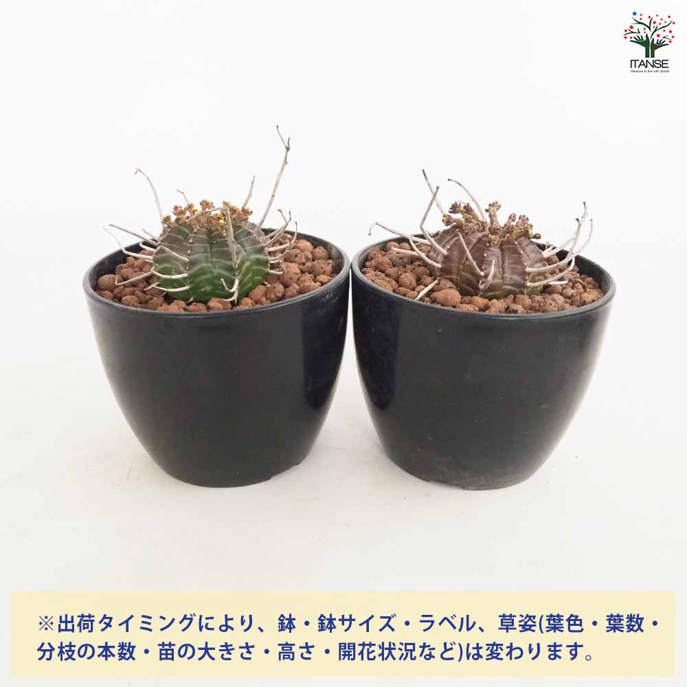 ユーフォルビア バリダ 【多肉植物 4号／1個売り】｜ 【植物の