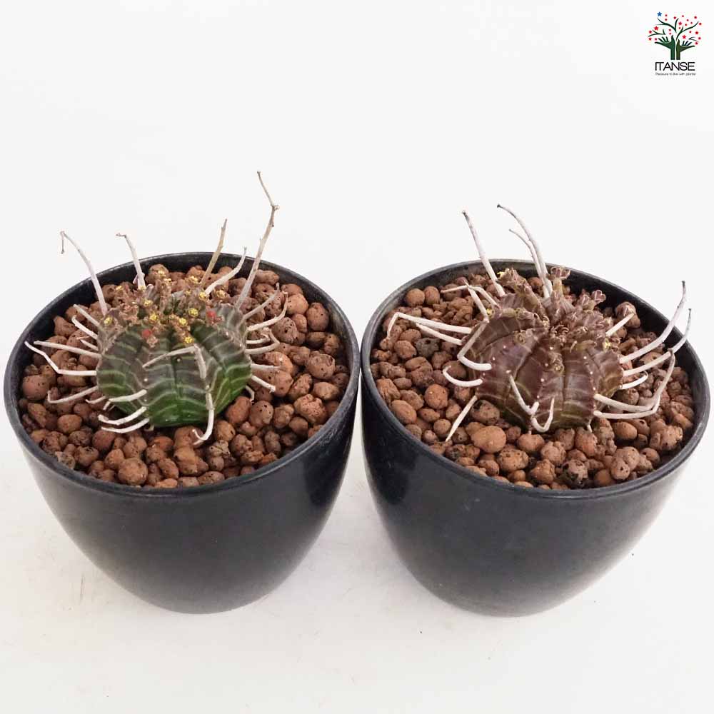 ユーフォルビア バリダ 【多肉植物 4号／1個売り】｜ 【植物の