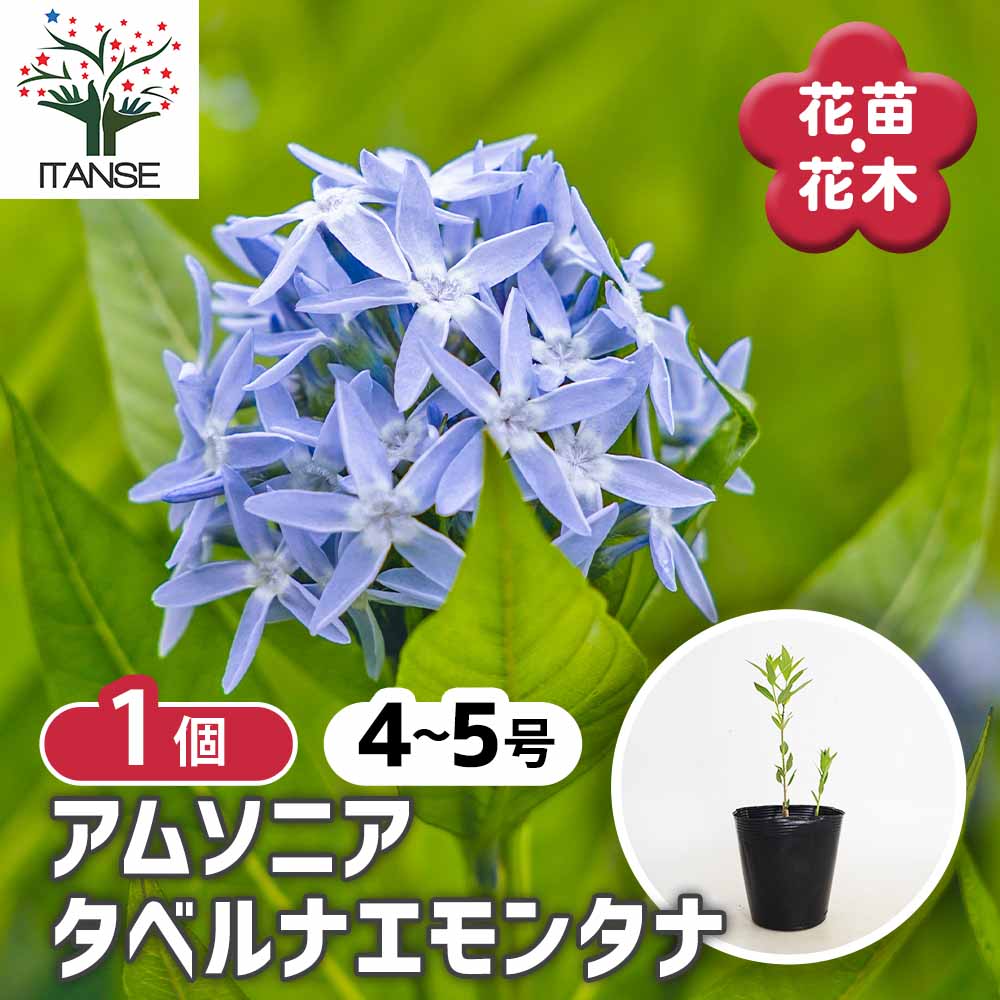 アムソニア タベルナエモンタナ 【花苗 4号／1個売り】｜ 【植物の