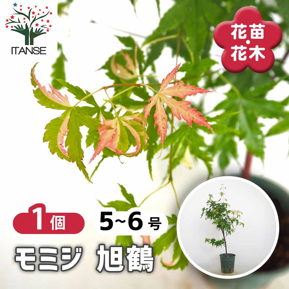 モミジ(カエデ)の苗木 旭鶴 【花木苗 5号／1個売り】｜ 【植物の