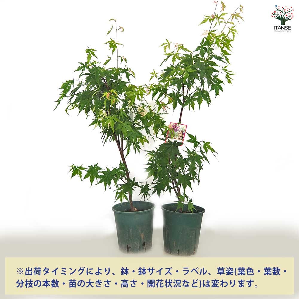モミジ(カエデ)の苗木 旭鶴 【花木苗 5号／1個売り】｜ 【植物の