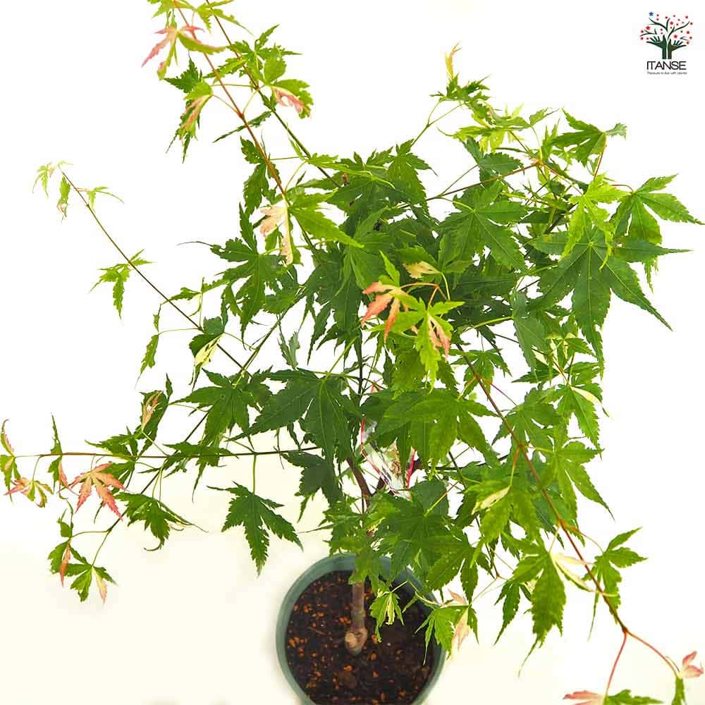 モミジ(カエデ)の苗木 旭鶴 【花木苗 5号／1個売り】｜ 【植物の