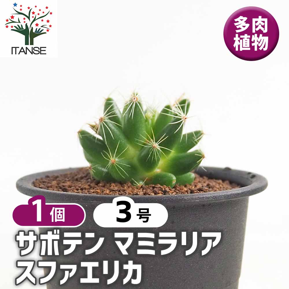 サボテン マミラリア スファエリカ 【多肉植物 3号／1個売り】