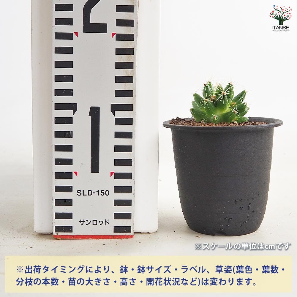 サボテン マミラリア スファエリカ 【多肉植物 3号／1個売り】