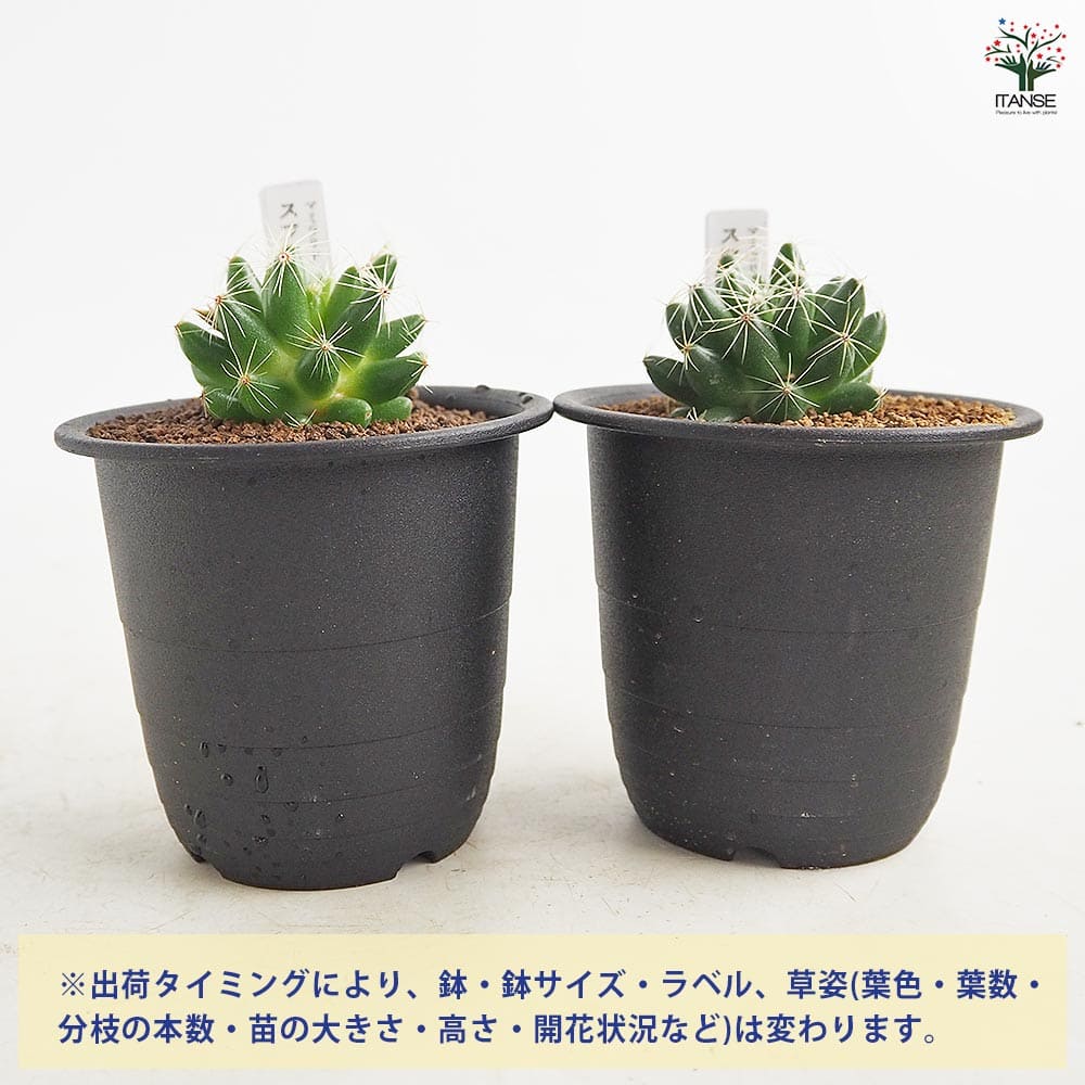 サボテン マミラリア スファエリカ 【多肉植物 3号／1個売り