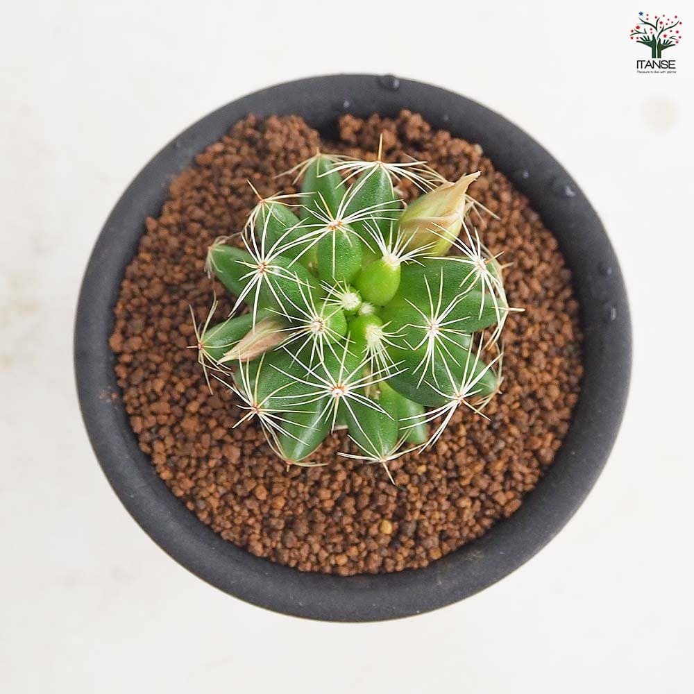 サボテン マミラリア スファエリカ 【多肉植物 3号／1個売り】