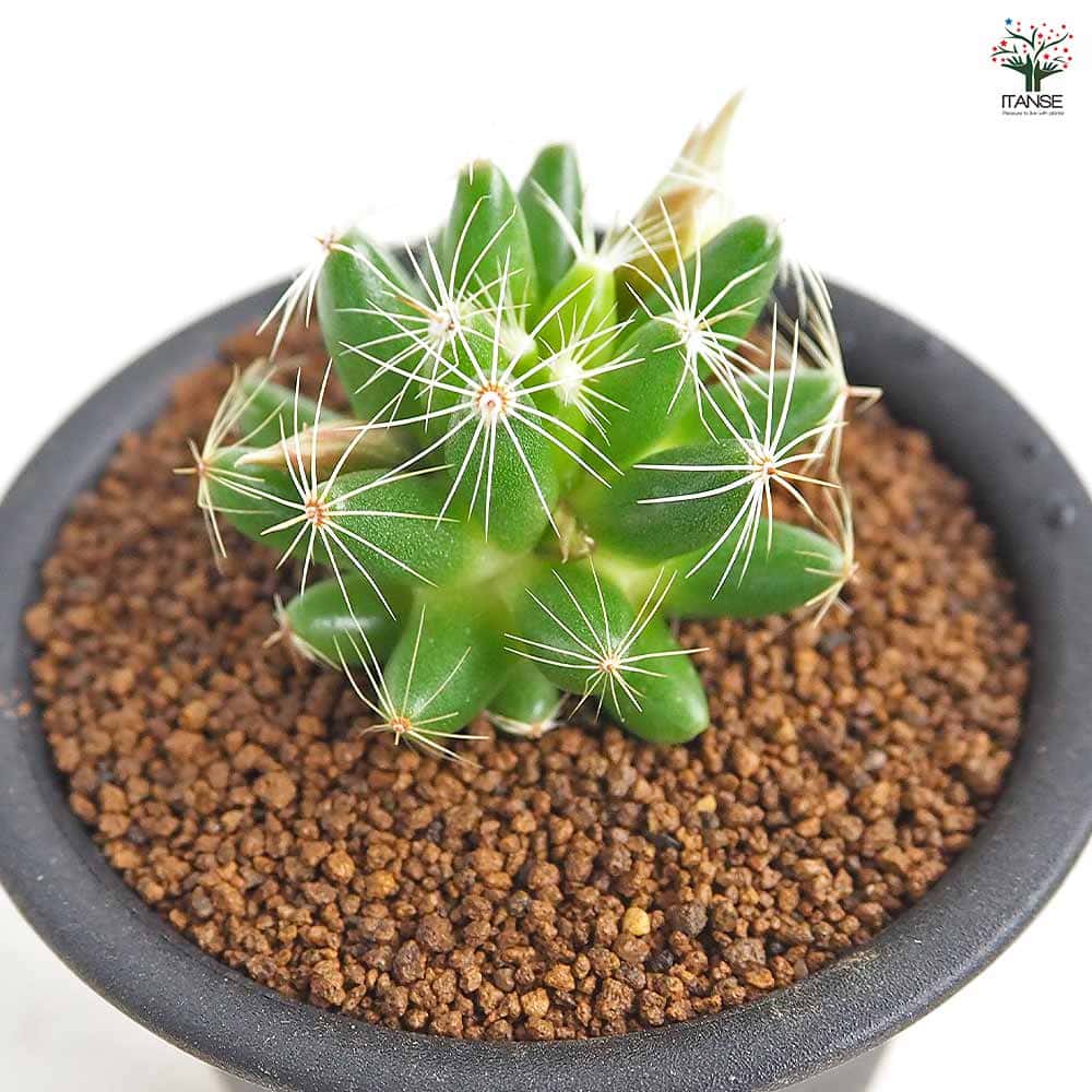 サボテン マミラリア スファエリカ 【多肉植物 3号／1個売り】