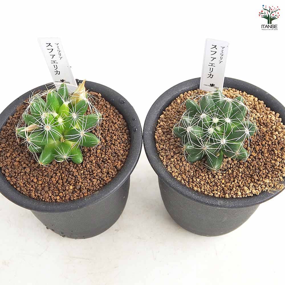 サボテン マミラリア スファエリカ 【多肉植物 3号／1個売り