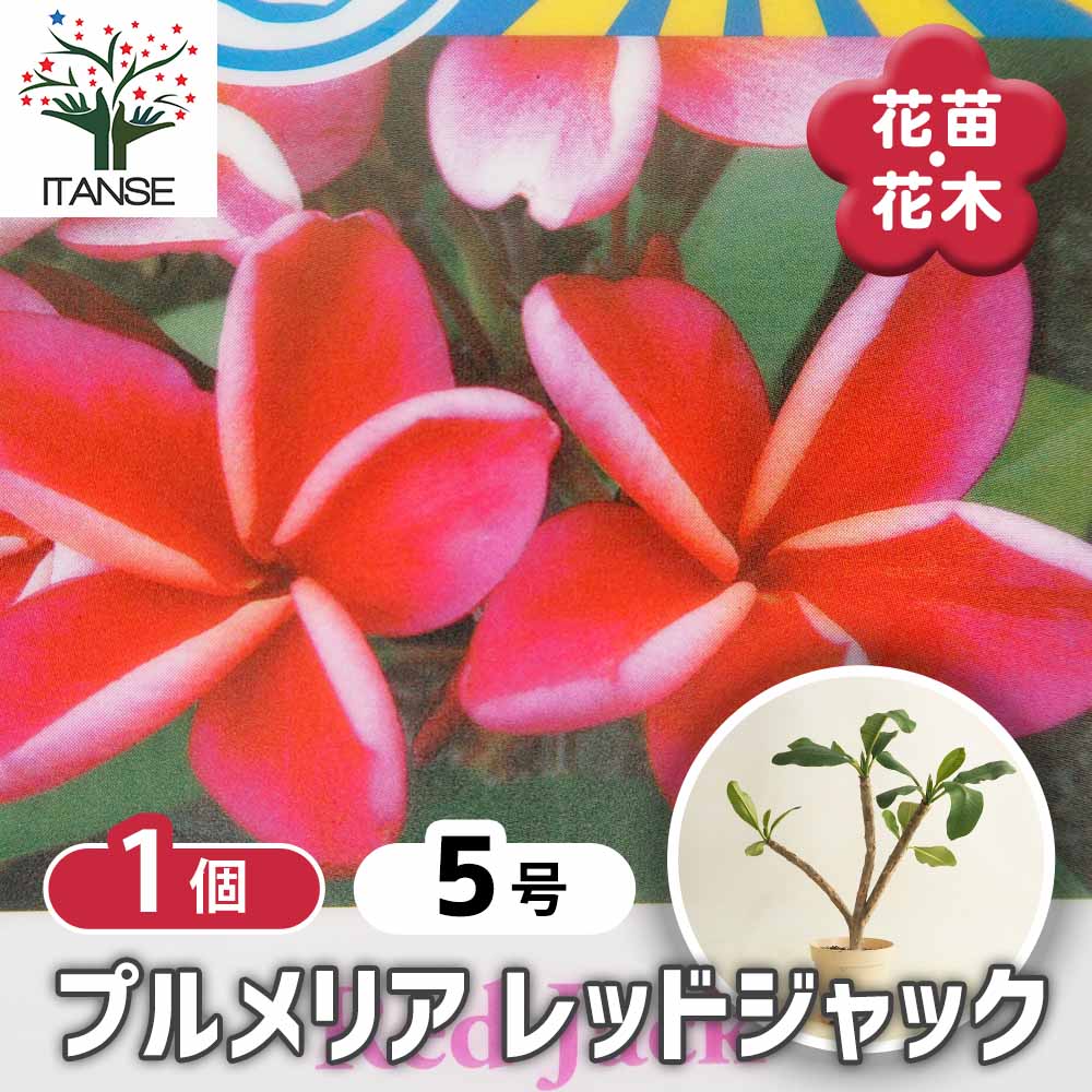 プルメリアの苗 レッドジャック 【花木苗 5号／1個売り】｜ 【植物の