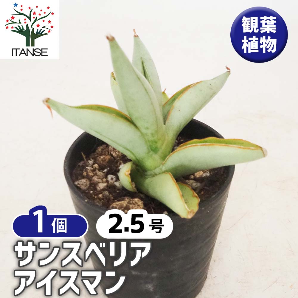 サンスベリア アイスマン 【観葉植物 2.5号／1個売り】｜ 【植物の