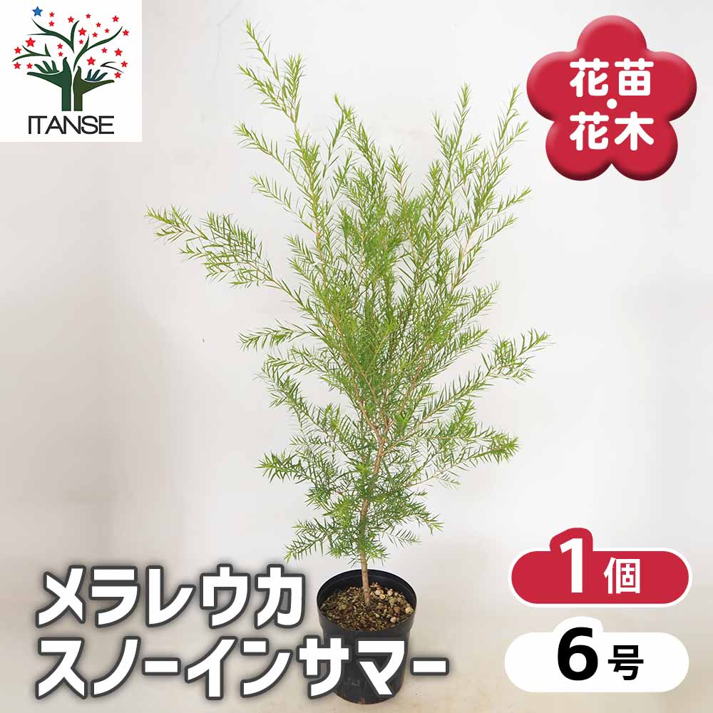 メラレウカ スノーインサマー 【 花木苗 6号 ／1個売り 】｜ 【植物の