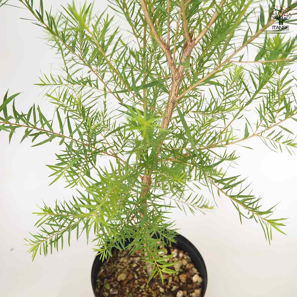 メラレウカ スノーインサマー 【 花木苗 6号 ／1個売り 】｜ 【植物の