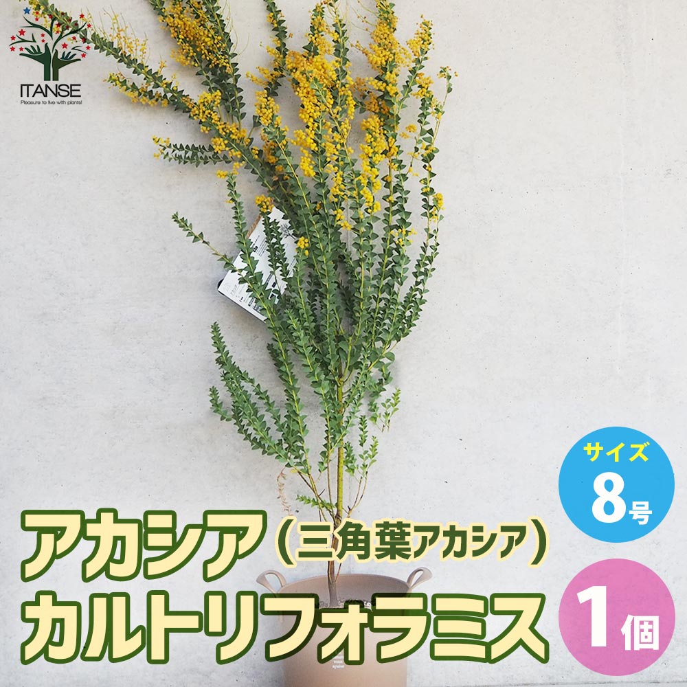アカシア カルトリフォラミス【花苗 8号取っ手付き鉢／1個売り