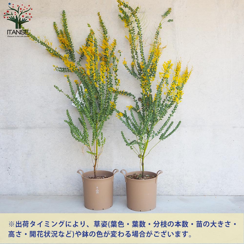 アカシア カルトリフォラミス【花苗 8号取っ手付き鉢／1個売り