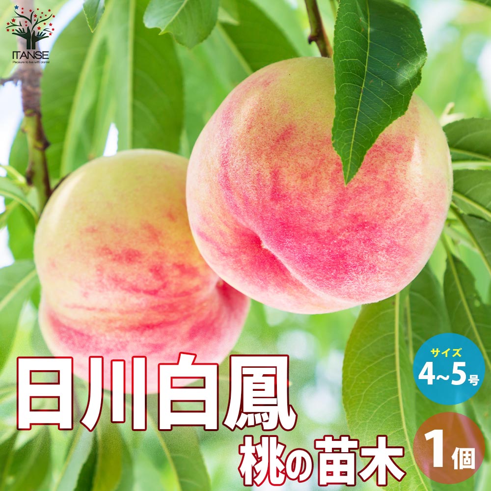 桃の苗木 日川白鳳【果樹の苗木 4～5号ポット／1個売り】