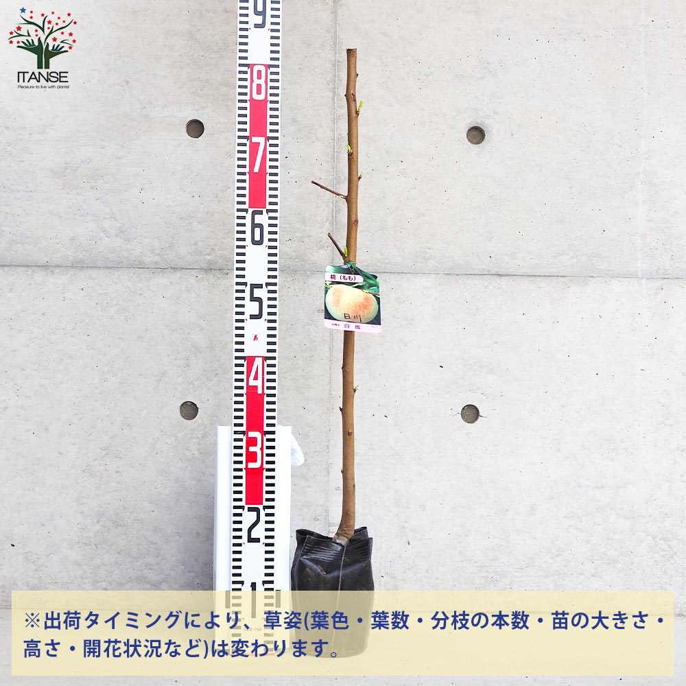 桃の苗木 日川白鳳【果樹の苗木 4～5号ポット／1個売り】