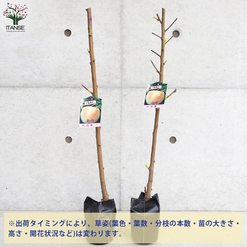 桃の苗木 日川白鳳【果樹の苗木 4～5号ポット／1個売り】