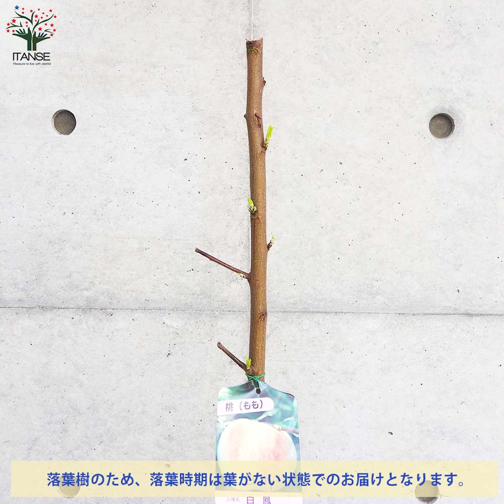桃の苗木 日川白鳳【果樹の苗木 4～5号ポット／1個売り】