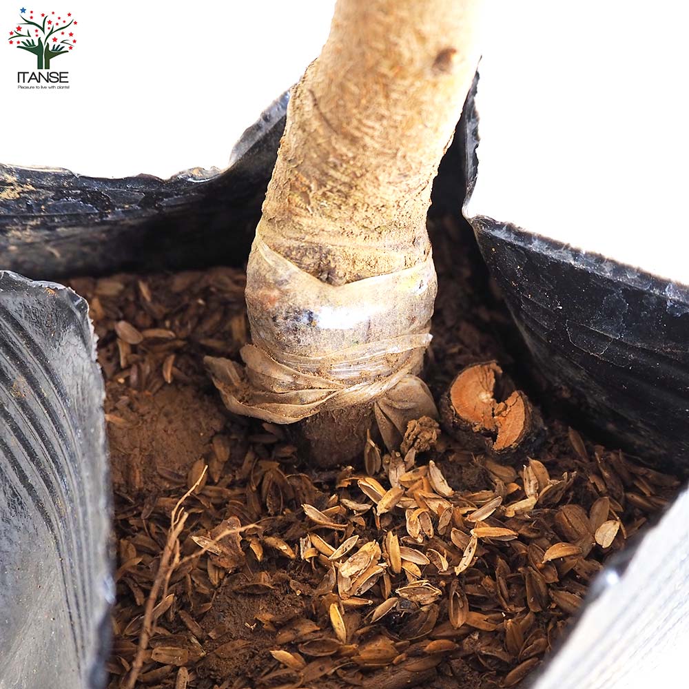 桃の苗木 日川白鳳【果樹の苗木 4～5号ポット／1個売り】