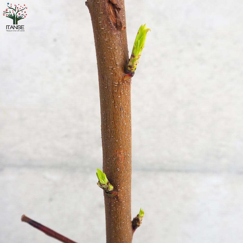 桃の苗木 日川白鳳【果樹の苗木 4～5号ポット／1個売り】