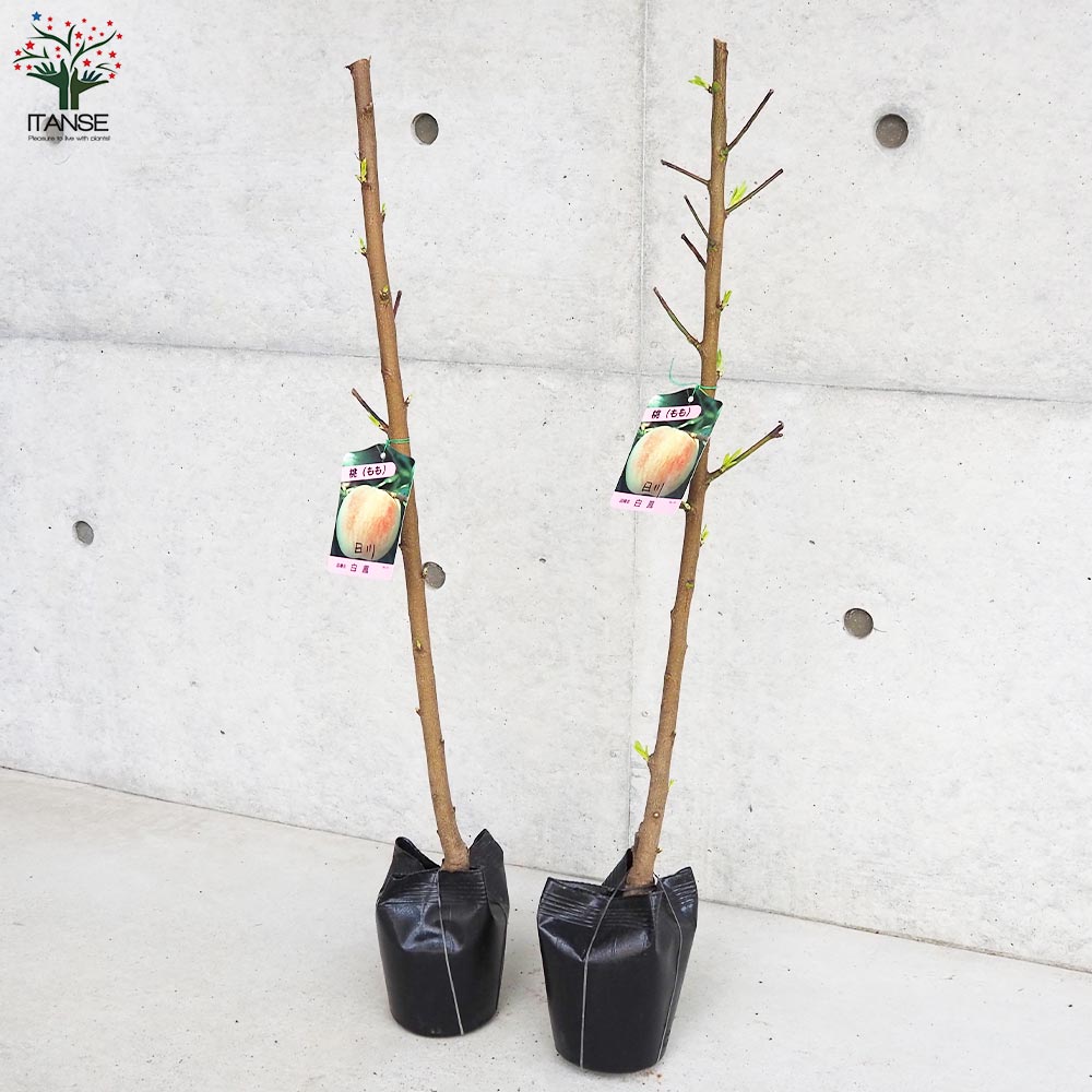 桃の苗木 日川白鳳【果樹の苗木 4～5号ポット／1個売り】