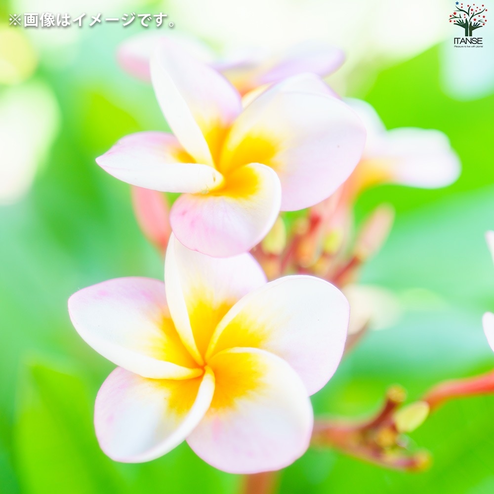 プルメリア苗木 品種：ディヴァイン【花苗 5号鉢／1個売り】｜ 【植物