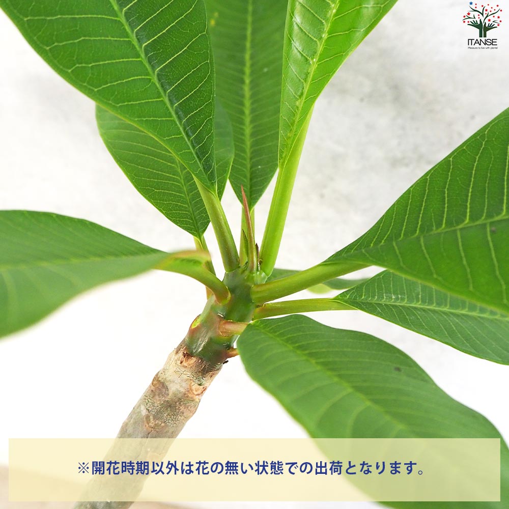 プルメリア苗木 品種：ディヴァイン【花苗 5号鉢／1個売り】｜ 【植物